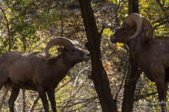 Young bighorn rams face off