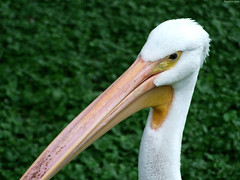 Great White Pelican's evil stare • <a style="font-size:0.8em;" href="http://www.flickr.com/photos/34843984@N07/15540727382/" target="_blank">View on Flickr</a>