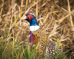 Pheasant Profile