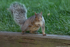 Brown-Grey Squirrel • <a style="font-size:0.8em;" href="http://www.flickr.com/photos/65051383@N05/15686180091/" target="_blank">View on Flickr</a>