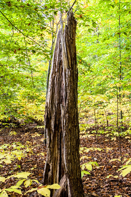 Wells Woods Nature Preserve - October 24, 2014