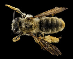 Anglų lietuvių žodynas. Žodis africanized bee reiškia africanized bičių lietuviškai.