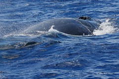 DSC_1102 bryde walvis