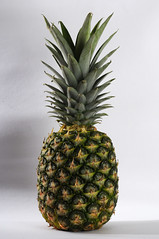 Anglų lietuvių žodynas. Žodis pineapple plant reiškia ananasų augalų lietuviškai.