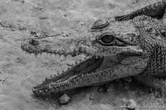A 4-year old crocodile. My what big teeth you have!