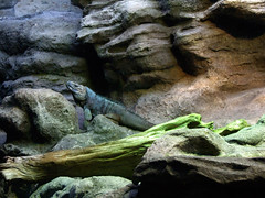 Blue Iguana on rock • <a style="font-size:0.8em;" href="http://www.flickr.com/photos/34843984@N07/15353399309/" target="_blank">View on Flickr</a>