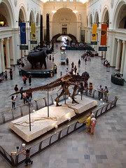 Field Museum Main Hall from above • <a style="font-size:0.8em;" href="http://www.flickr.com/photos/34843984@N07/15354095947/" target="_blank">View on Flickr</a>