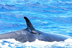 DSC_1131 bryde walvis