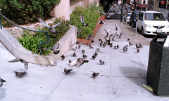 Pigeons in flight over the sidewalk • <a style="font-size:0.8em;" href="http://www.flickr.com/photos/34843984@N07/15522483296/" target="_blank">View on Flickr</a>