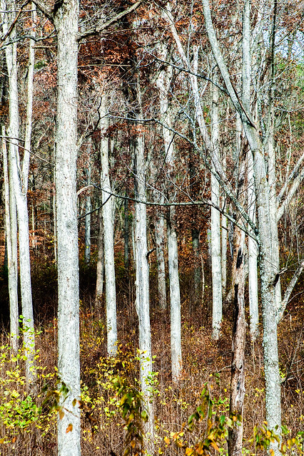 Ferdinand State Forest - November 8, 2014