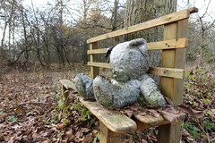 Lost in Forrest: Einsamer Bär
