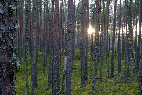Calm forest • <a style="font-size:0.8em;" href="http://www.flickr.com/photos/124687412@N06/22117586506/" target="_blank">View on Flickr</a>