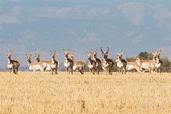 All Pronghorn eyes on the photographer
