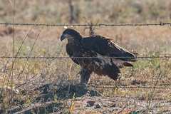 Juvenile Bald Eagle approaches the fence