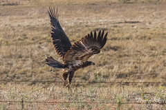 Juvenile Bald Eagle flies off
