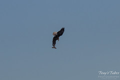 Bald Eagles Battle in the Air - 6 of 12