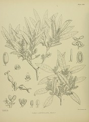 Anglų lietuvių žodynas. Žodis olea lanceolata reiškia <li>olea lanceolata</li> lietuviškai.