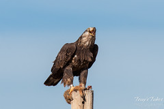 Bald Eagle devours Prairie Dog leg - 9 of 10