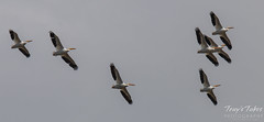 Some of a large pod of American White Pelicans