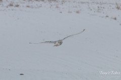 Snowy Owl takes flight