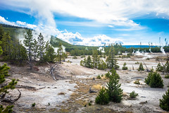 The Norris Geyser Back Basin; Yellowstone NP