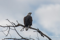 Bald Eagle roosting along the South Platte River