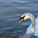Swan, Late Afternoon, Prospect Park Lake | 11/2/16 for my #365project • <a style="font-size:0.8em;" href="http://www.flickr.com/photos/124925518@N04/30650125771/" target="_blank">View on Flickr</a>
