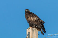 Golden Eagle poses on a pole