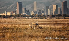 October 18, 2016 - Mule Deer bucks on the plains with the Mile High City behind. (Michelle Jones)