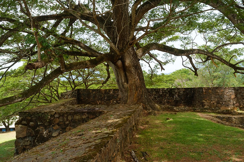Tree growing on one of the two bastions of the Dutch Fort