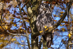 Owl enjoying the autumn