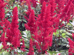 Astilbe 'Fanal' (x arendsii) 
