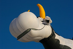 Airabelle, The Flying Cow