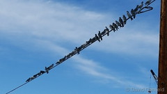 December 13, 2015 - Pigeons gather on a wire. (David Canfield)