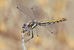 Variegated Meadowhawk, immature female / EXPLORE 9/29/2015