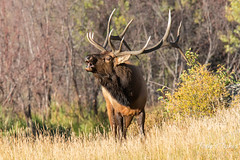 Bugling bull Elk. Rocky Mountain National Park.