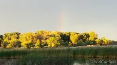 September 5, 2015 - A color ful rainbow at day's end in Broomfield. (David Canfield)