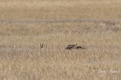 Red-tailed Hawk attacks Jackrabbit - Sequence - 4 of 8