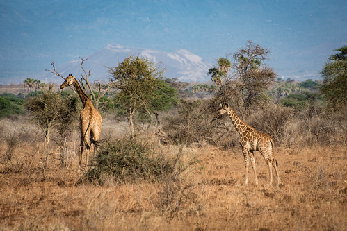 Two giraffes at Meru • <a style="font-size:0.8em;" href="http://www.flickr.com/photos/96277117@N00/21877963032/" target="_blank">View on Flickr</a>