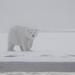 Polar Bear in the Snow