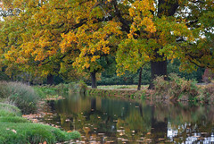 Autumn colours in Bushy Park