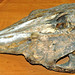 Delphinapterus leucas (beluga whale skull) (mouth of the Aldan River, Siberia) 1