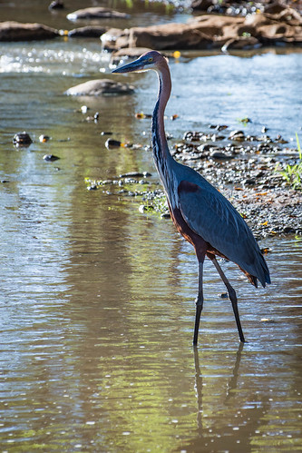 Another shot of a Goliath Heron.  Maybe the same one as earlier. • <a style="font-size:0.8em;" href="http://www.flickr.com/photos/96277117@N00/21701842990/" target="_blank">View on Flickr</a>