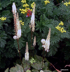 Actaea cordifolia