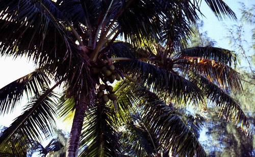 Bahamas 1988 (019) New Providence: Love Beach • <a style="font-size:0.8em;" href="http://www.flickr.com/photos/69570948@N04/22951141180/" target="_blank">Auf Flickr ansehen</a>