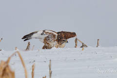Ferruginous Hawk takes flight