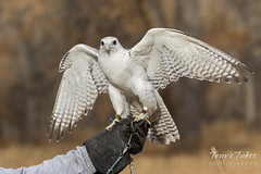 Gyrfalcon shows off its Arctic influenced colors
