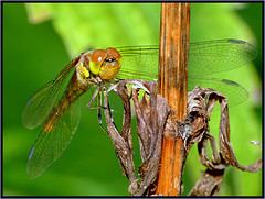 Dragonfly - on the watch