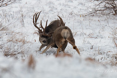Mule Deer bucks battle