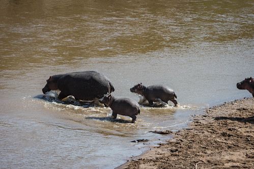 Hippos go wading in - never mind the crocs. • <a style="font-size:0.8em;" href="http://www.flickr.com/photos/96277117@N00/22939201516/" target="_blank">View on Flickr</a>